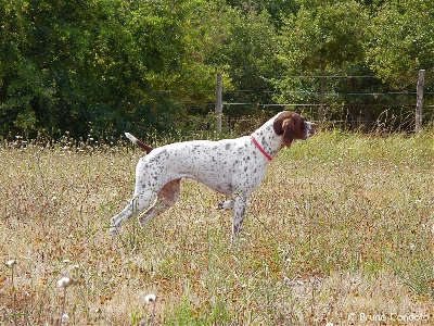 Des plaines dauxeenes - Une belle saison pour Dalila du Milobre de Bouisse