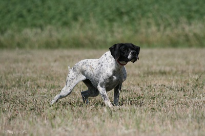 Des plaines dauxeenes - Nabb BRITNEY Sélectionnée Championnat d'Europe Quête de Chasse 2011