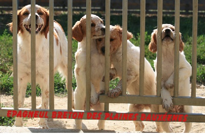 Des plaines dauxeenes - [Chiots]  Epagneul Breton des plaines Dauxéenes