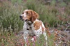  - Palmarès des chiens des plaines Dauxéenes depuis 2004
