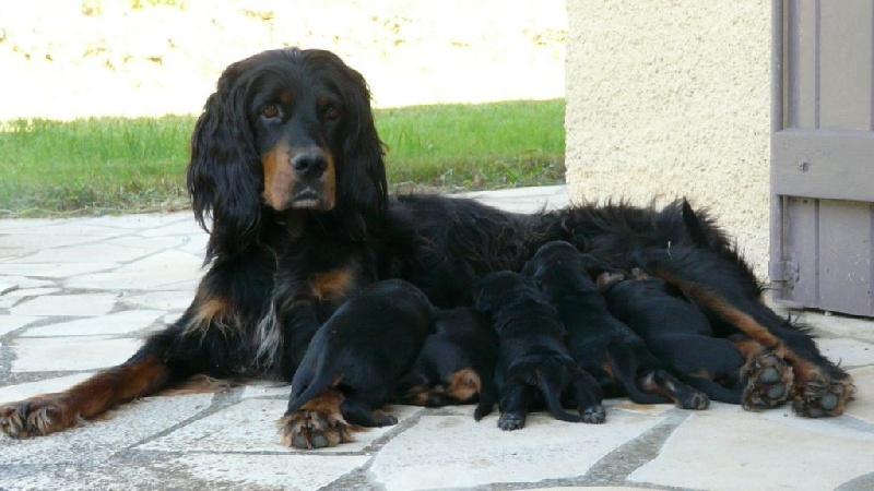 chiot Setter Gordon Des plaines dauxeenes