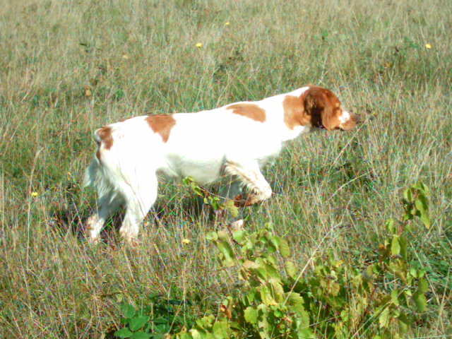 Vanni Des plaines dauxeenes