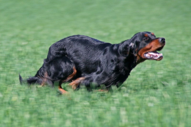 CH. Baxter du Champs les Courreges