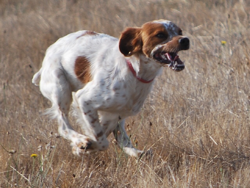 TR. Chita Des plaines dauxeenes