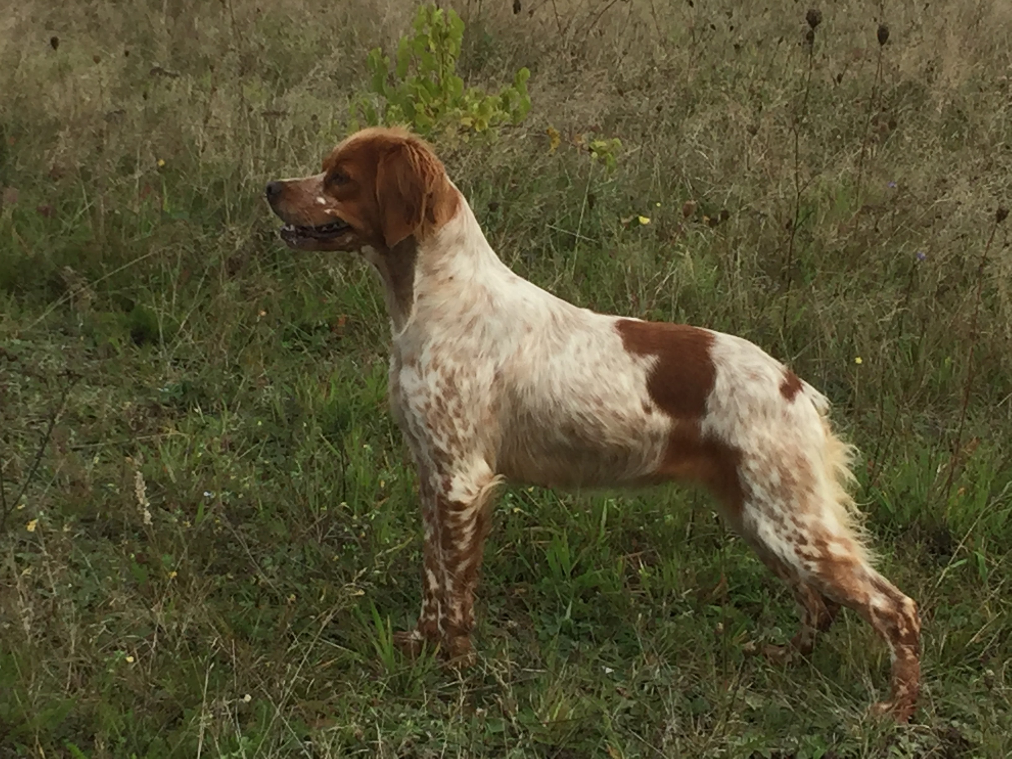 Lovely girl Des plaines dauxeenes