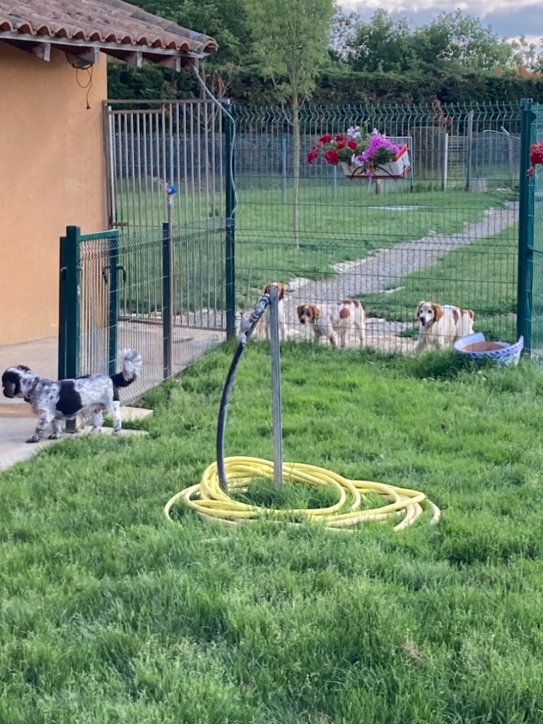 Nouveaux box pour petits  chiens 