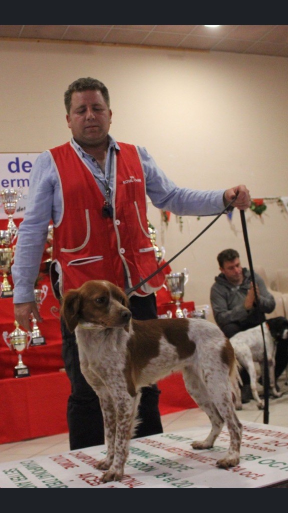 Ness ,championne de gibier tiré et IT  à tout juste deux ans !